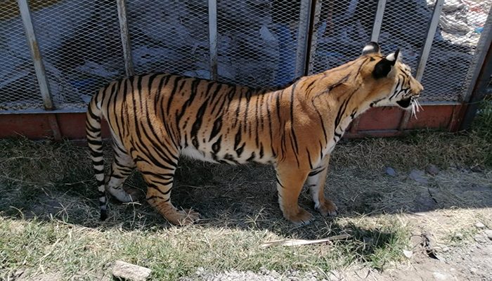 Encuentran al 'tigre de la calle'; PROFEPA lo asegura