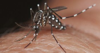 Suman 329 casos de dengue en Jalisco; se mantiene en tercer lugar nacional