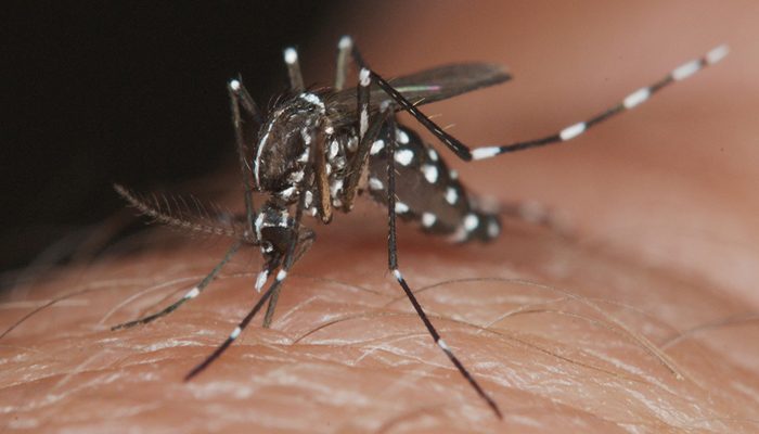 Suman 329 casos de dengue en Jalisco; se mantiene en tercer lugar nacional