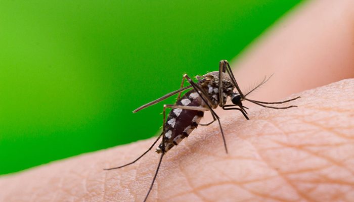 Jalisco asciende al tercer lugar nacional en casos de dengue