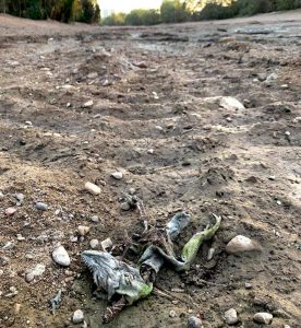 Vuelve a justificar Dávalos el ecocidio del Pitillal; dijo que 'salvará vidas'