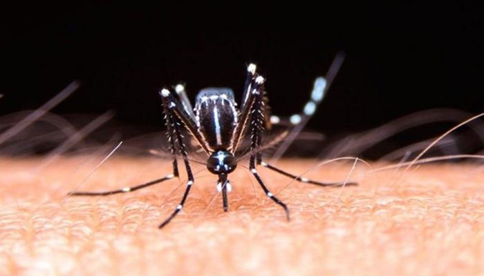 Hay más casos de dengue, pero son menos graves que en 2019