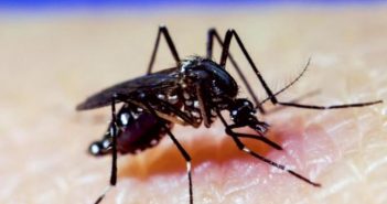 Dengue en Nayarit sigue al alza; piden más trabajos de fumigación