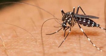 Solo 12 casos de dengue en Jalisco en 2022