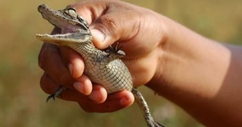 Confirman vecinos de Las Juntas 'venta clandestina' de cocodrilos