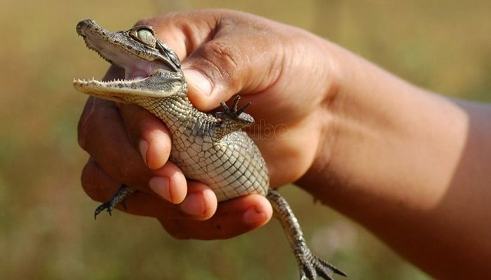 Confirman vecinos de Las Juntas 'venta clandestina' de cocodrilos