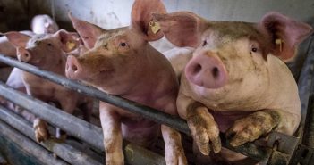 Minimiza China riesgo de pandemia por virus G4 de gripe porcina