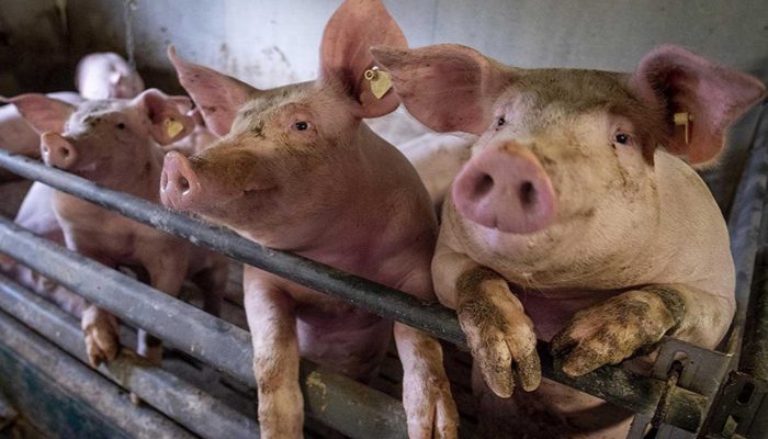 Minimiza China riesgo de pandemia por virus G4 de gripe porcina