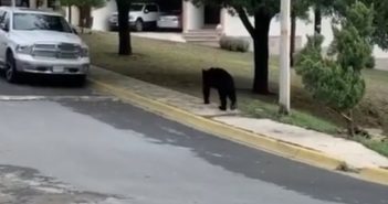 Vuelve el 'oso amigable'; ahora pasea por calles del sur de Monterrey