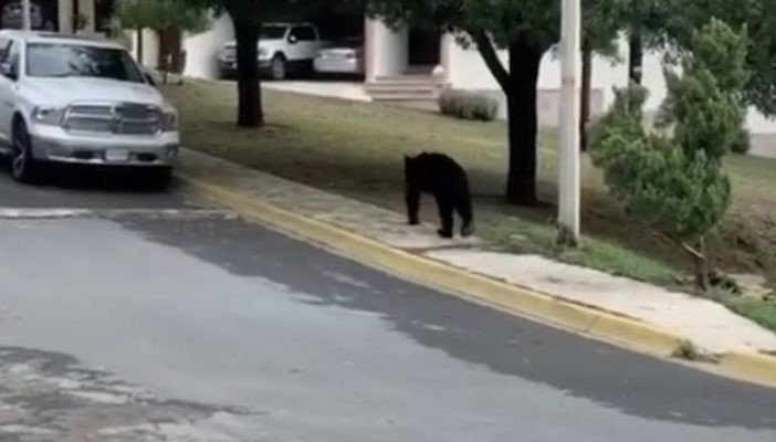 Vuelve el 'oso amigable'; ahora pasea por calles del sur de Monterrey