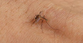 Jalisco refuerza la estrategia ¡Aguas, el dengue está en casa!