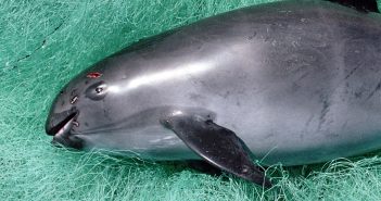 Sólo quedan de 4 a 17 ejemplares de vaquita marina: Comité Científico