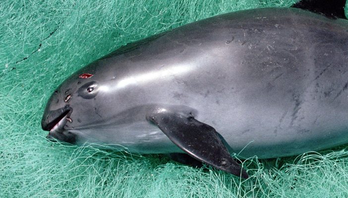 Sólo quedan de 4 a 17 ejemplares de vaquita marina: Comité Científico