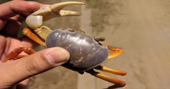 Persiste invitación a dejar que los cajos se reproduzcan