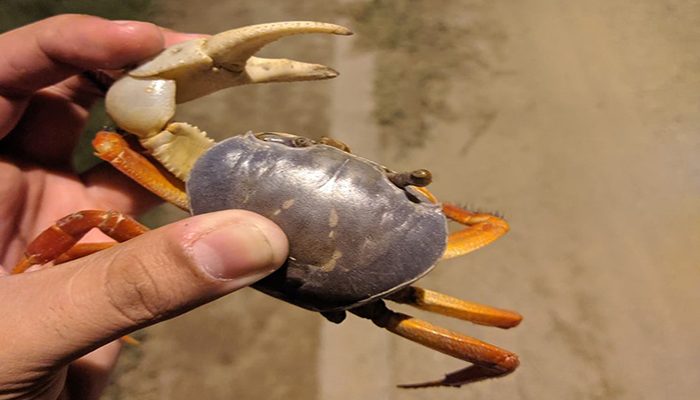 Persiste invitación a dejar que los cajos se reproduzcan