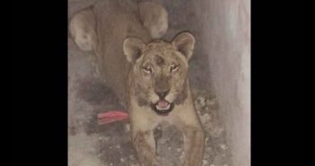 Leona abandonada en una casa en NL iba a ser sacrificada