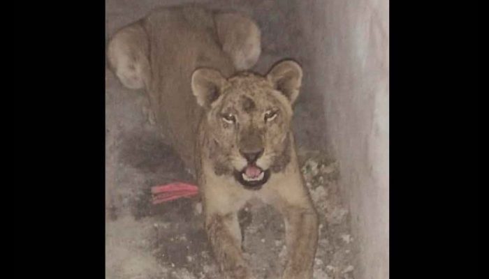 Leona abandonada en una casa en NL iba a ser sacrificada