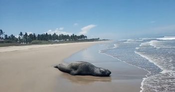 Reaparece Panchito, pero en las playas de Mazatlán