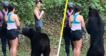 Oso de Monterrey será capturado y llevado a un zoológico