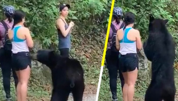 Oso de Monterrey será capturado y llevado a un zoológico
