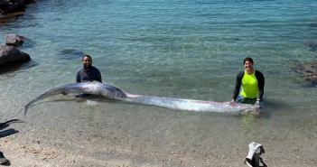 Aparece otro pez remo, ahora en Baja California Sur