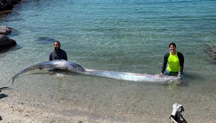 Aparece otro pez remo, ahora en Baja California Sur