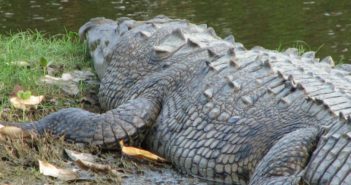 Piden comprensión hacia el cocodrilo en tiempos de lluvias