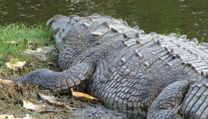 Piden comprensión hacia el cocodrilo en tiempos de lluvias