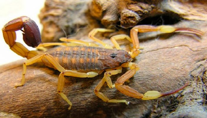 Alertan autoridades nayaritas por picadura de alacrán; ya murió un menor