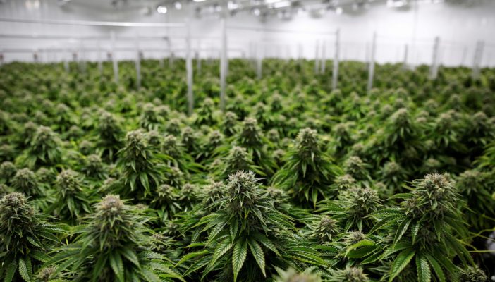 Comisiones del Senado aprueban la regulación integral de la mariguana en México