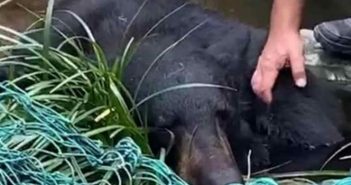 Castraron al 'oso amigable'; piden destitución de quien lo ordenó