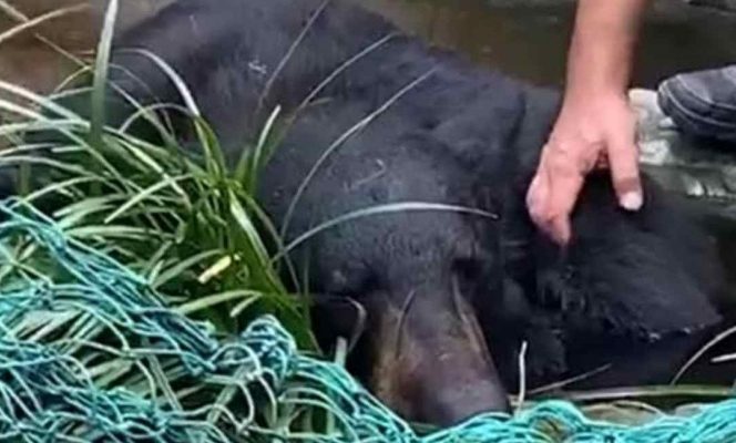 Castraron al 'oso amigable'; piden destitución de quien lo ordenó