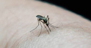 Jalisco suma 110 casos más de dengue y tres más de 'covidengue'