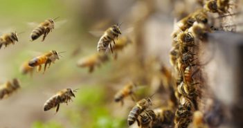 Enjambre de abejas ataca a militares en Sinaloa