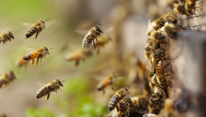 Enjambre de abejas ataca a militares en Sinaloa