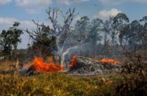 Incendios en América Latina: la catástrofe que está afectando a gran parte del continente