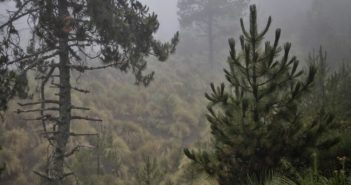 Destacan plan de reforestación del Nevado de Colima
