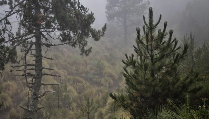 Destacan plan de reforestación del Nevado de Colima