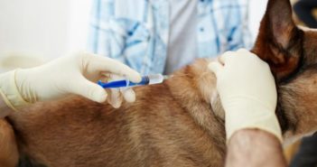 Arranca en Jalisco campaña de vacunación antirrábica canina y felina 2020