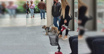 Captan a mujer paseando cachorro de tigre en CDMX