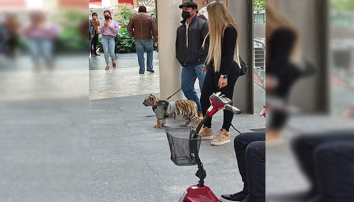 Captan a mujer paseando cachorro de tigre en CDMX
