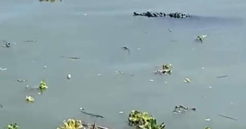 Cocodrilo en Lago de Chapala causa estado de alerta