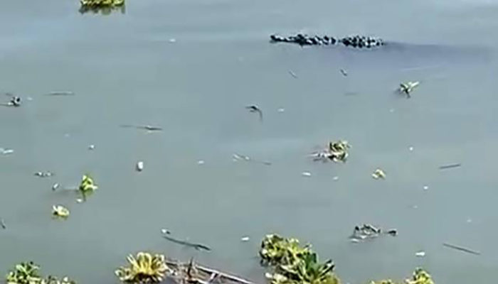 Cocodrilo en Lago de Chapala causa estado de alerta