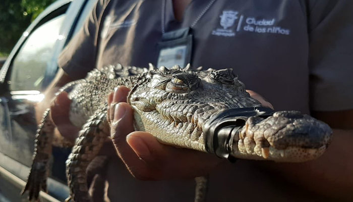 Capturan en Zapopan un cocodrilo; era mascota y se escapó
