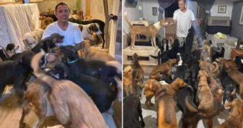 Rescatista que resguardó 300 perros en su casa pide ayuda tras paso de "Delta"