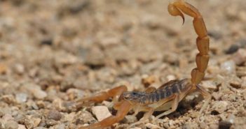 Autoridades piden estar alertas con los alacranes