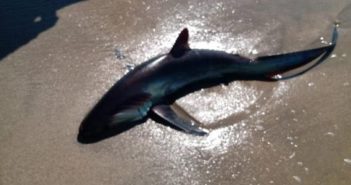 Rescatan pequeño tiburón en playas de Nuevo Vallarta