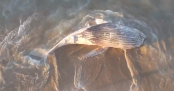 Muere ballena jorobada que encalló en Mazatlán