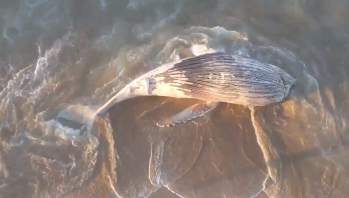 Muere ballena jorobada que encalló en Mazatlán