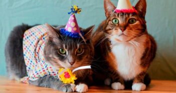 Fiesta de cumpleaños de un gato deja 15 contagiados en Chile